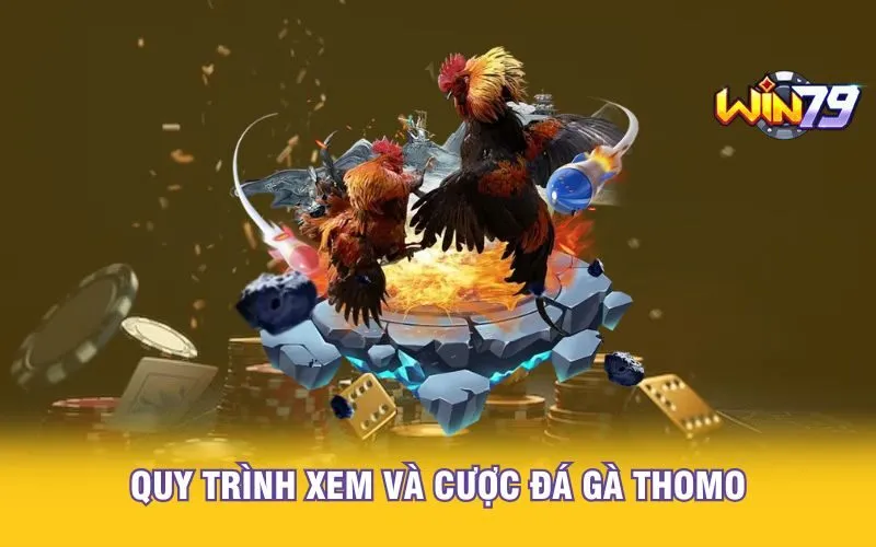 quy-trinh-xem-va-cuoc-da-ga-thomo